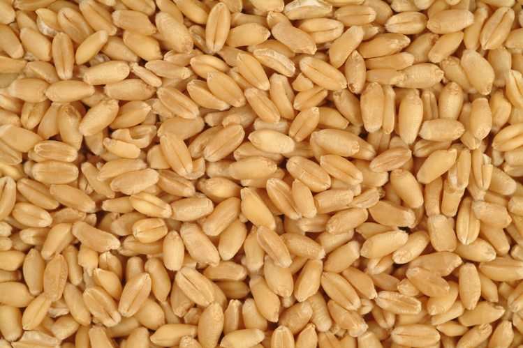 wheat also helps children gain weight